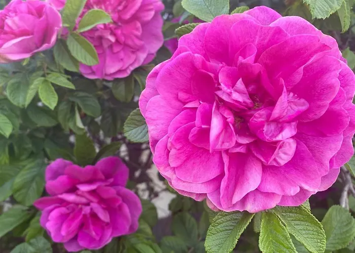 Lägenhet Erholung Im Gruenen Und Doch Zentral *