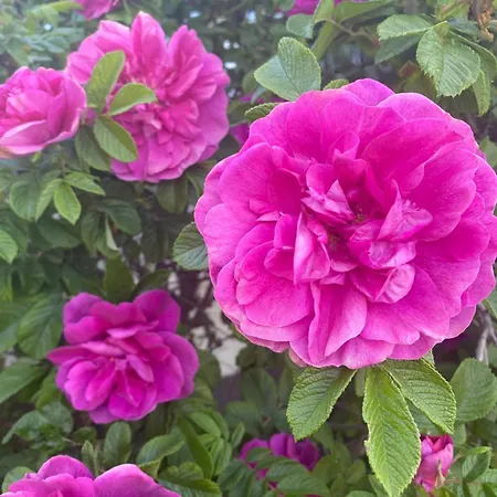 Apartamento Erholung Im Gruenen Und Doch Zentral *