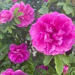 Appartement Erholung Im Gruenen Und Doch Zentral *