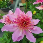 Erholung Im Gruenen Und Doch Zentral Appartement *